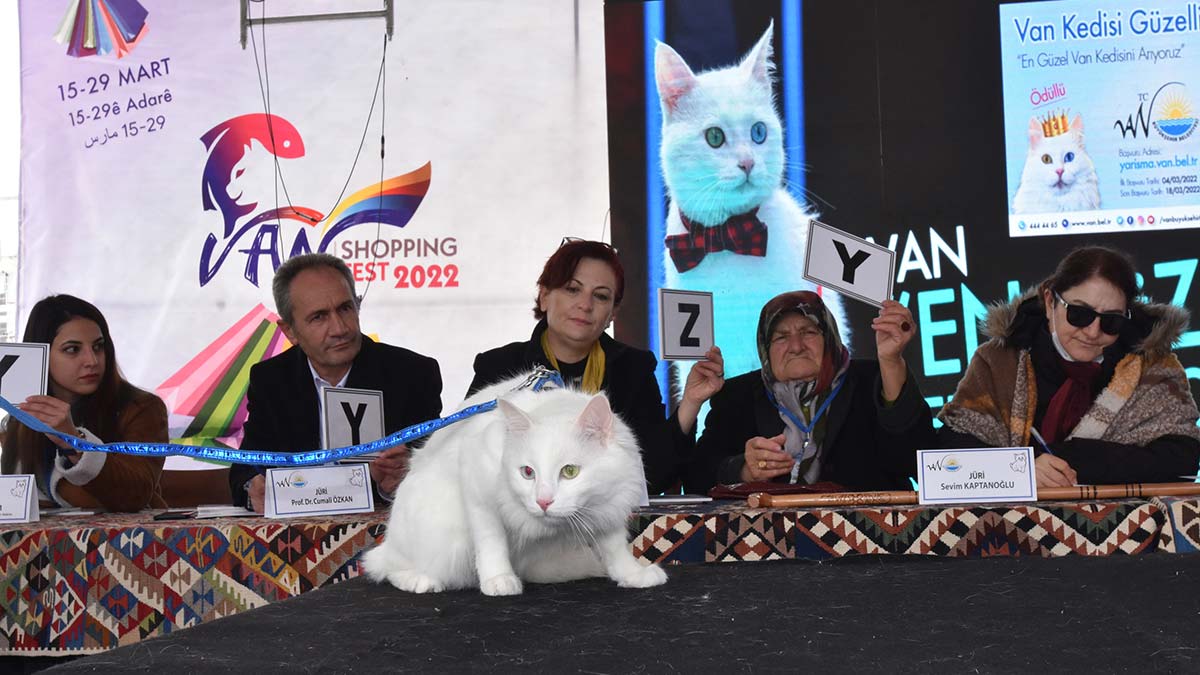 Van Kedisi Güzellik Yarışması 1'incisi Mia oldu