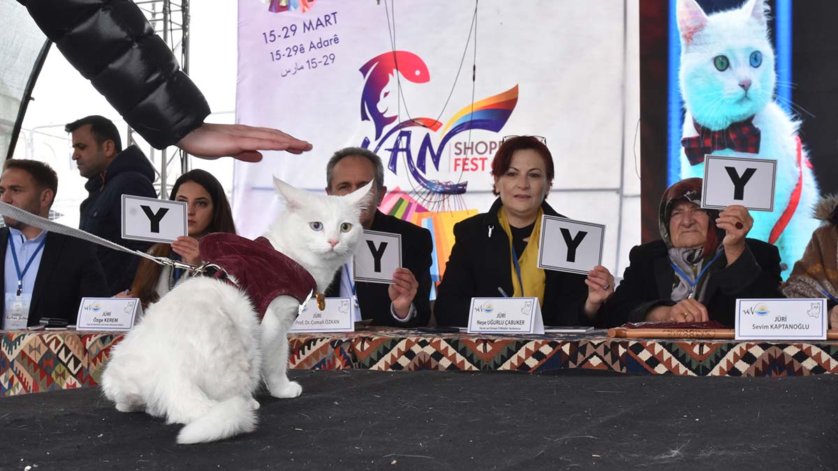 Van Büyükşehir Belediyesi öncülüğünde bu yıl 6'ncısı düzenlenen Van Alışveriş Festivali renkli görüntülere sahne olurken, etkinlikler kapsamında 'Van Kedisi Güzellik Yarışması' düzenlendi.