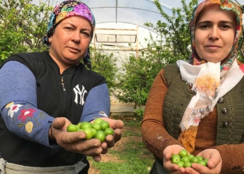 Yılın ilk eriği 600 TL'den satıldı