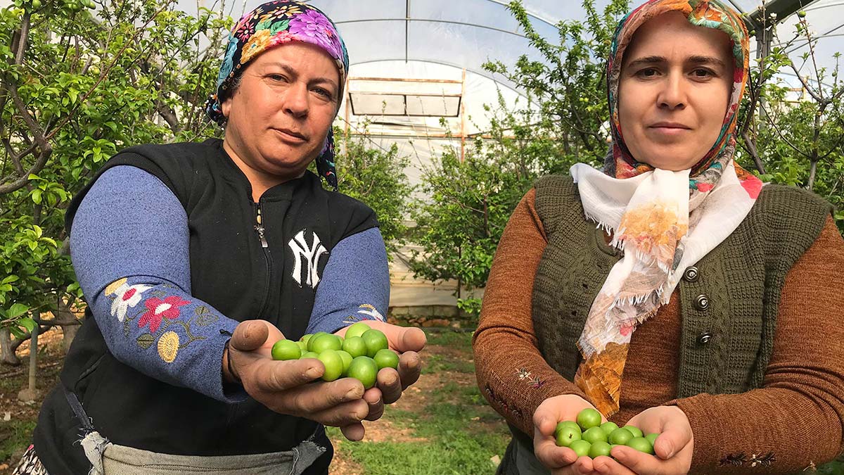 Yılın ilk eriği 600 TL'den satıldı
