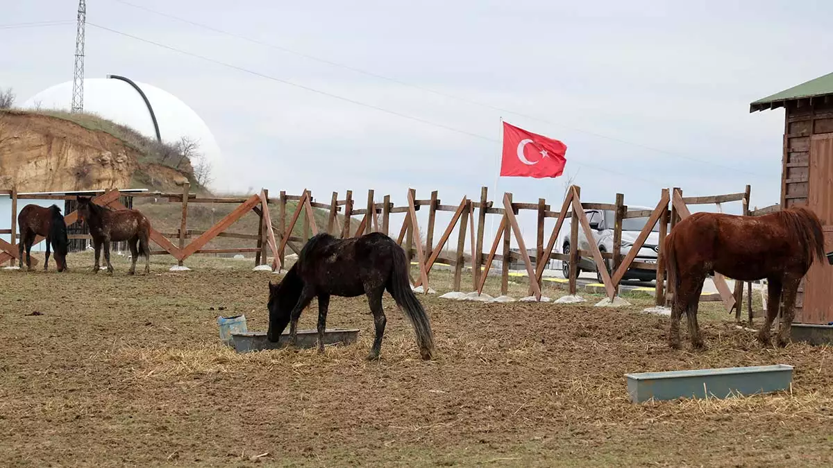 'at arabaları dönüşüyor' projesi kapsamında triportörler karşılığında alınan, daha önce yük taşımacılığında kullanılan atlar rehabilite ediliyor.