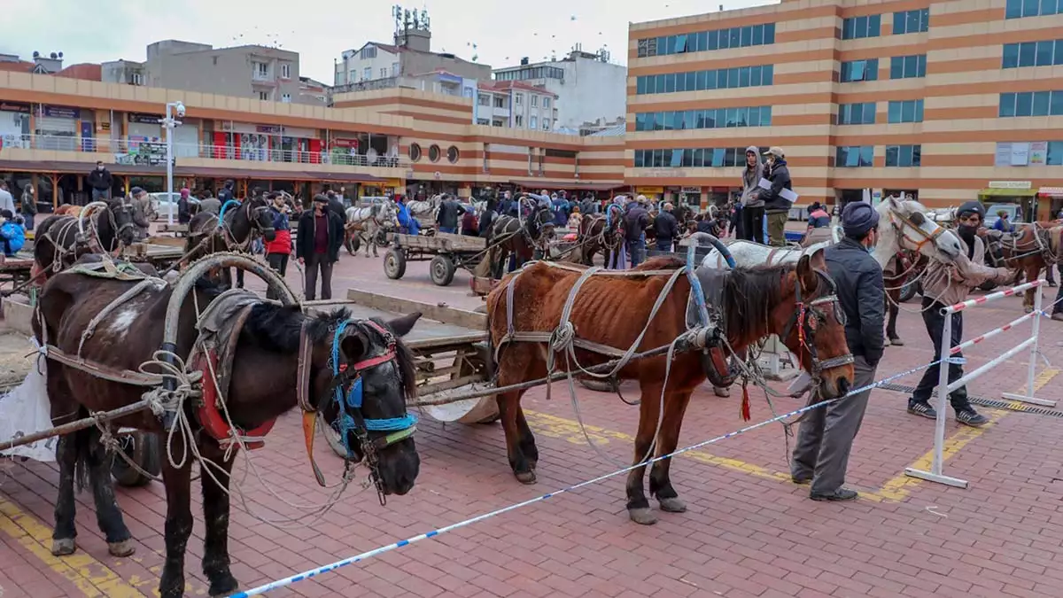 Yük taşımacılığında kullanılan atlar rehabilite ediliyor