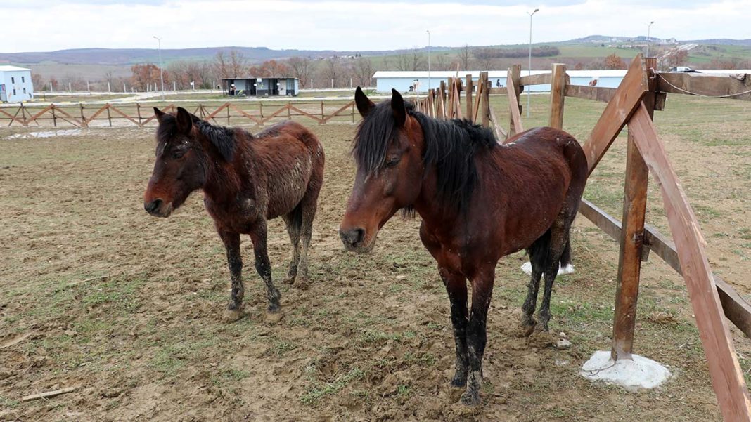 Yük taşımacılığında kullanılan atlar rehabilite ediliyor