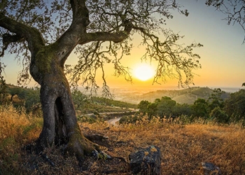 Ne eksik ne fazla...