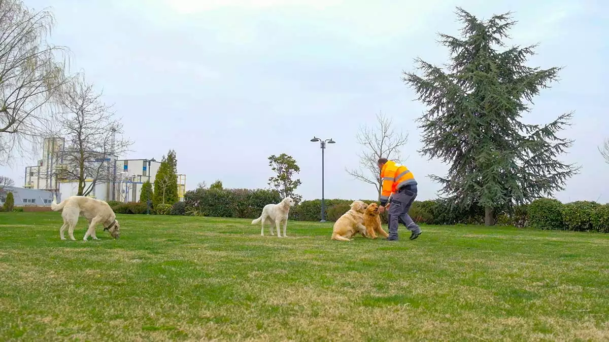 4 nisan dünya sokak hayvanları günü için hazırlanan video sosyal medyada viral haline geldi. Sosyal medyanın yeni fenomeni şila'nın bir günlük rutini bu özel gün vesilesiyle kayıt altına alındı.