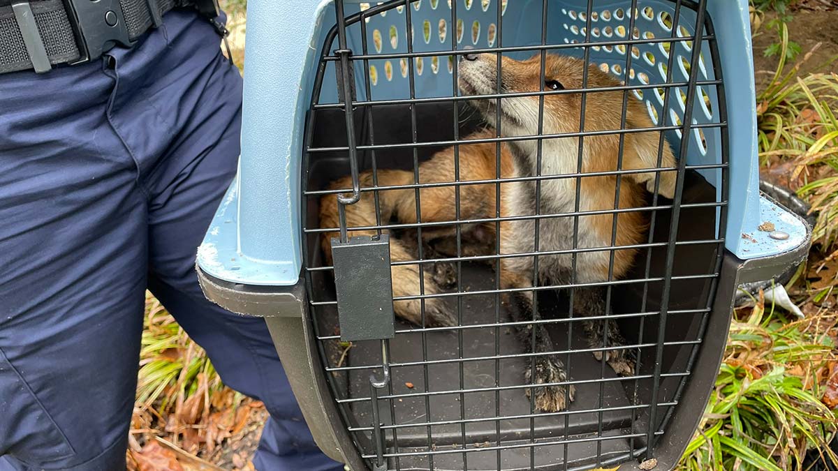 ABD'de kuduz tilki krizi: Tilki, 9 kişiyi ısırdı