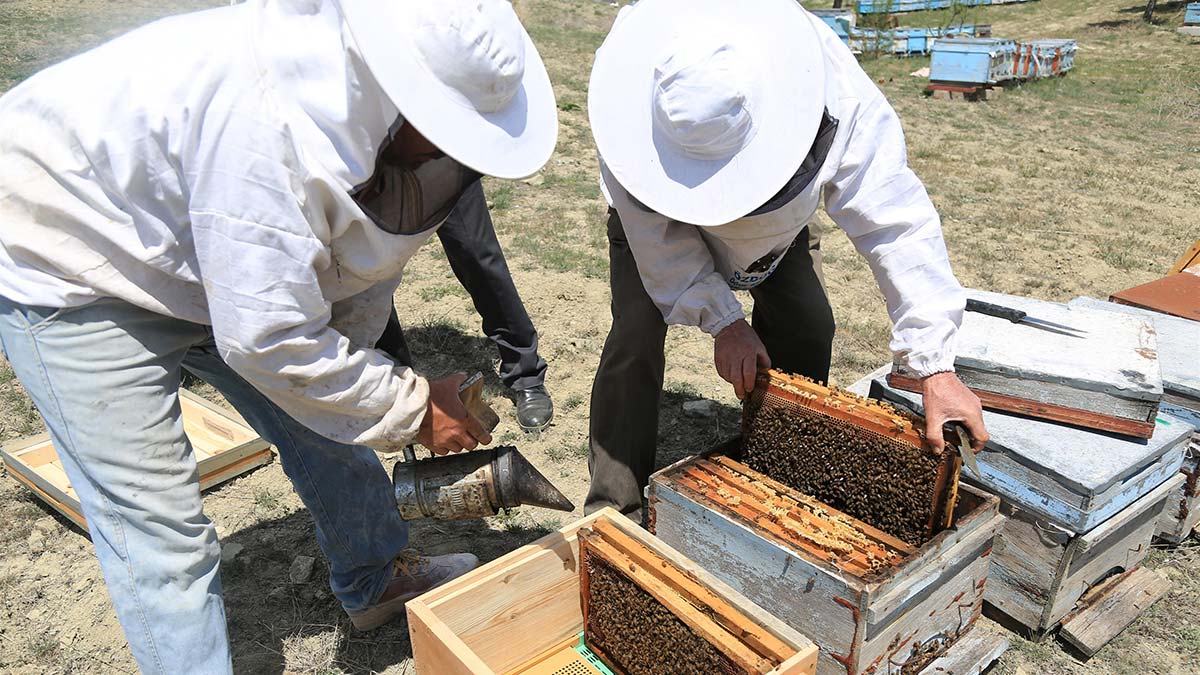 Başkentli yerli üreticilere kırsal kalkınma desteklerini sürdüren Ankara Büyükşehir Belediyesi, Başkent’te arıcılığın gelişmesi, yaygınlaştırılması ve artırılması amacıyla ücretsiz arıcılık eğitimi veriyor.