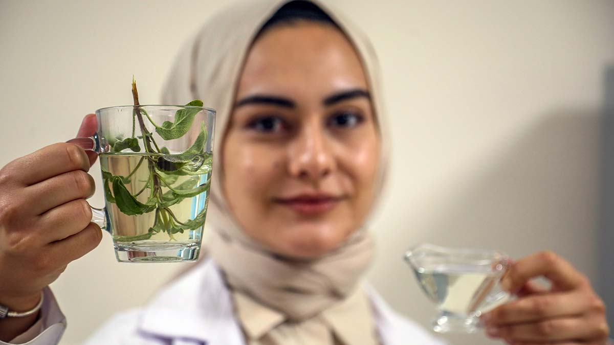 Ada çayı 'Turgut' ve 'Uysal' tescillendi