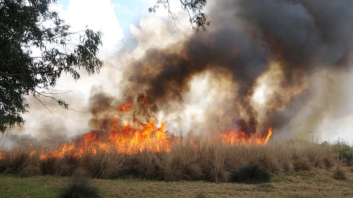 Antalya'da sazlık yangını