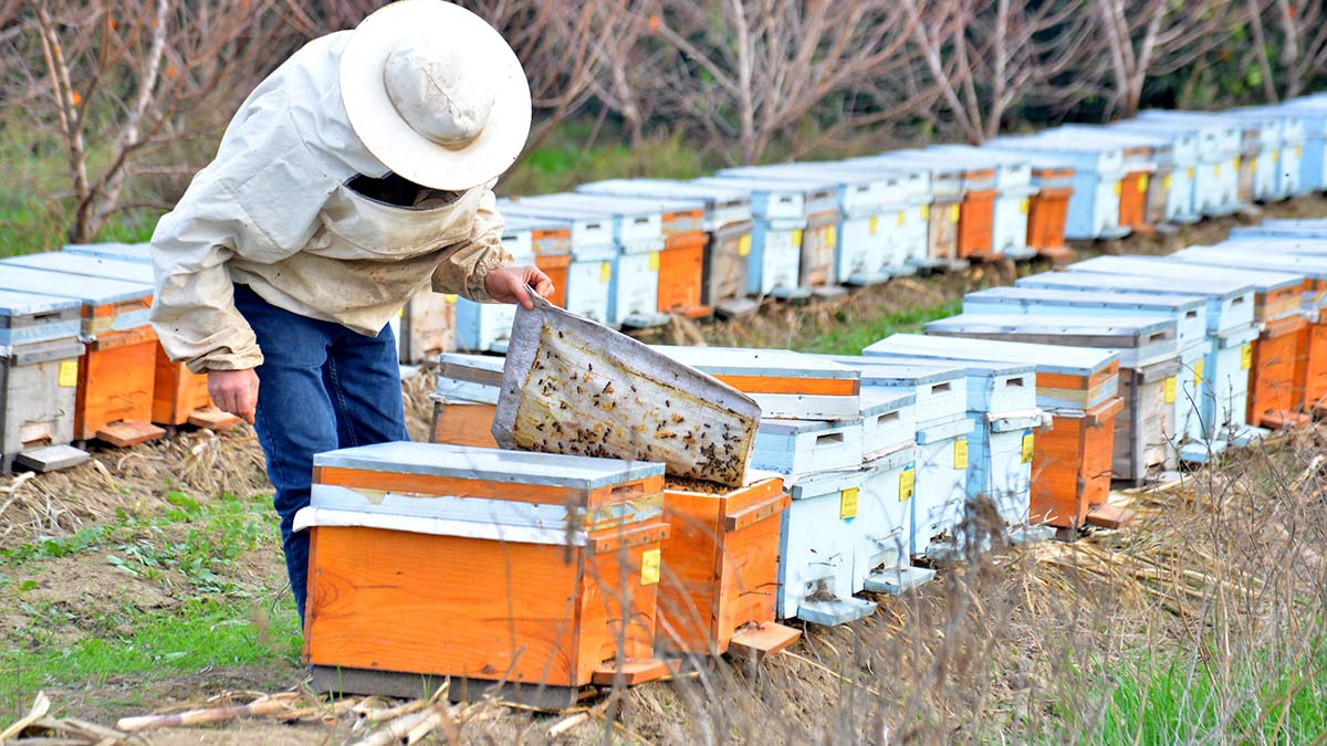 Arı ölümlerini azaltmak için toksik etki tablosu