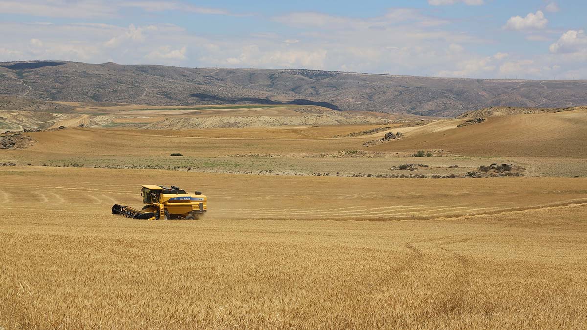 Büyükerşen'den çiftçiye hasat müjdesi