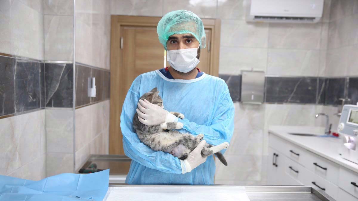 Bakımevinde 620 sokak hayvanın tedavisi yapıldı