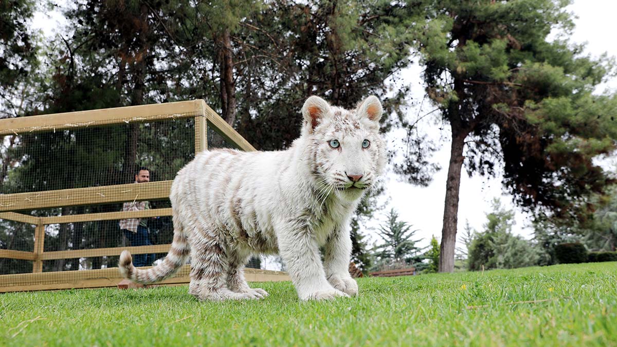 Beyaz kaplan, Gaziantep'te koruma altına alındı