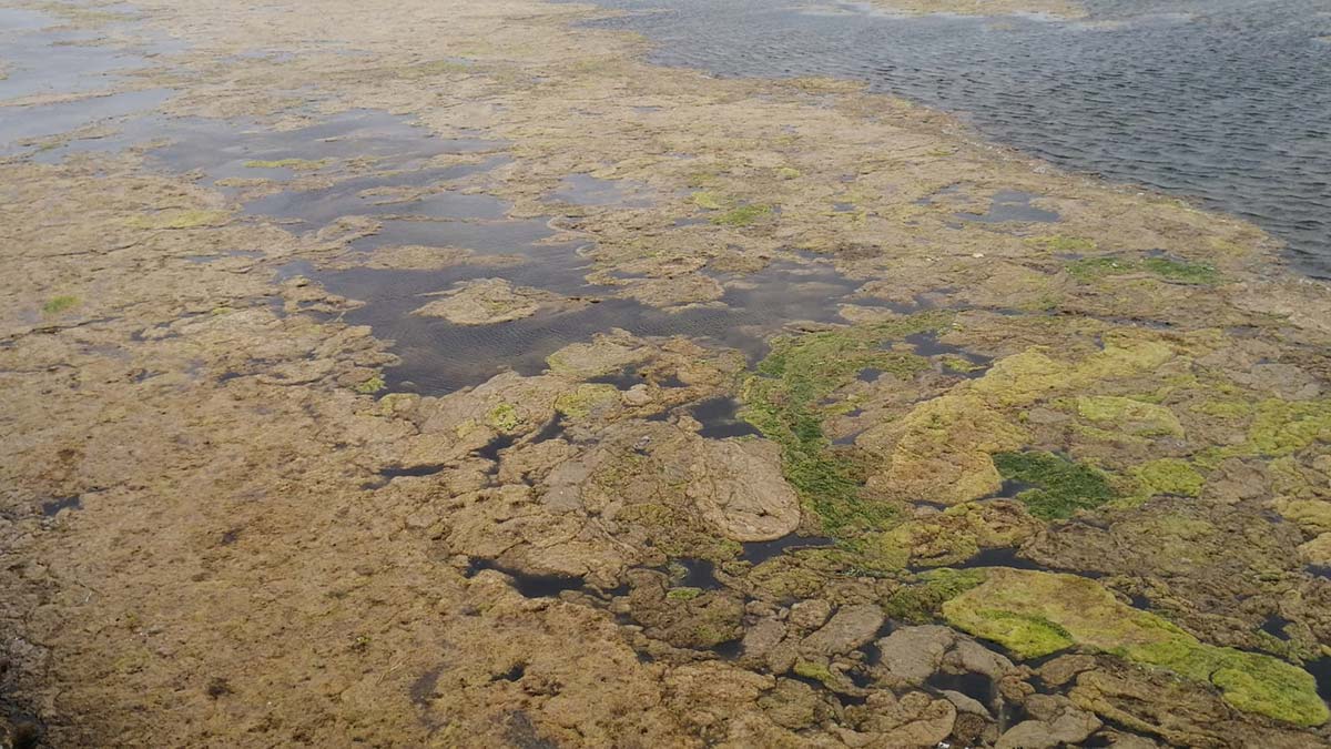 Büyükçekmece Gölü'nde yosun istilası
