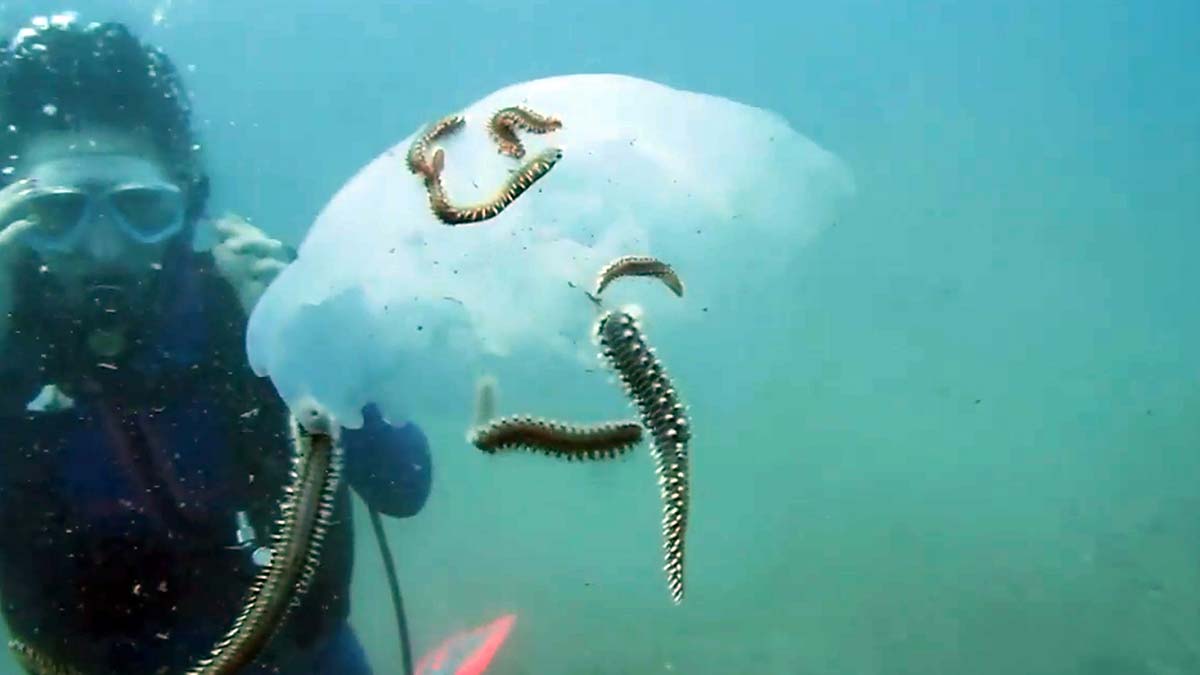 Çıyanlar, denizanası popülasyonunu azalttı