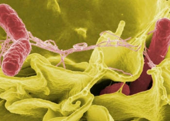 DSÖ: 11 ülkeden 151 Salmonella vakası bildirildi