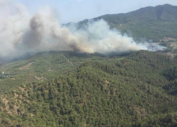 Dalaman’da orman vurgunu