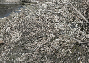 Dicle Nehri'nde balık ölümlerine inceleme
