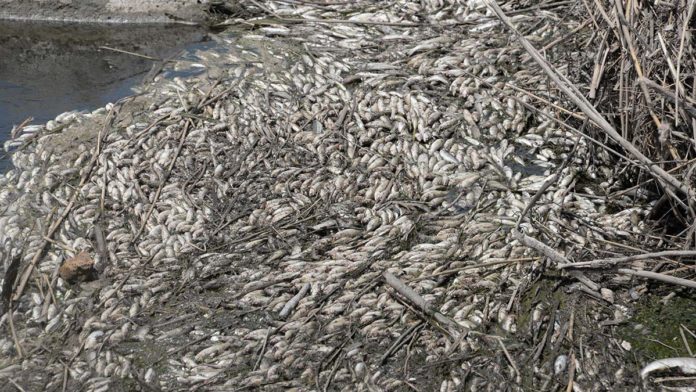 Dicle Nehri'nde balık ölümlerine inceleme