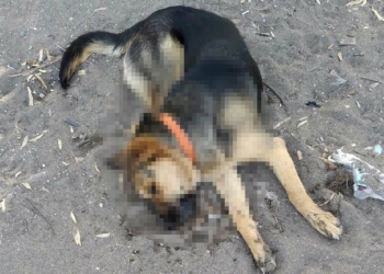 Dikili'de 5 köpek zehirli sosisle öldürüldü