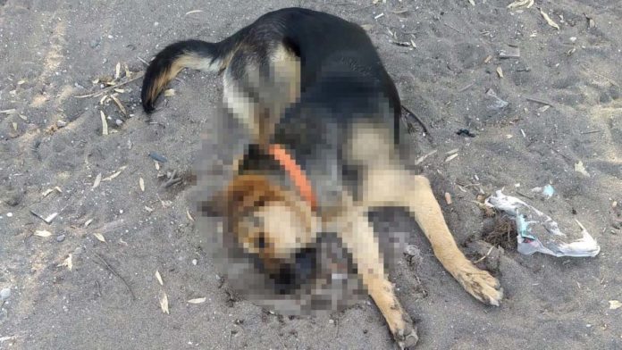 Dikili'de 5 köpek zehirli sosisle öldürüldü