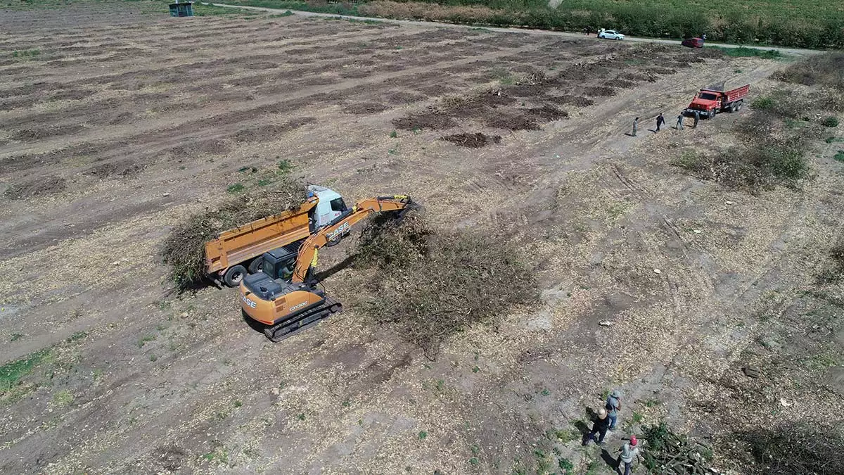 Dondan zarar goren narenciye agaclari kesiliyor 1 - yaşam - haberton