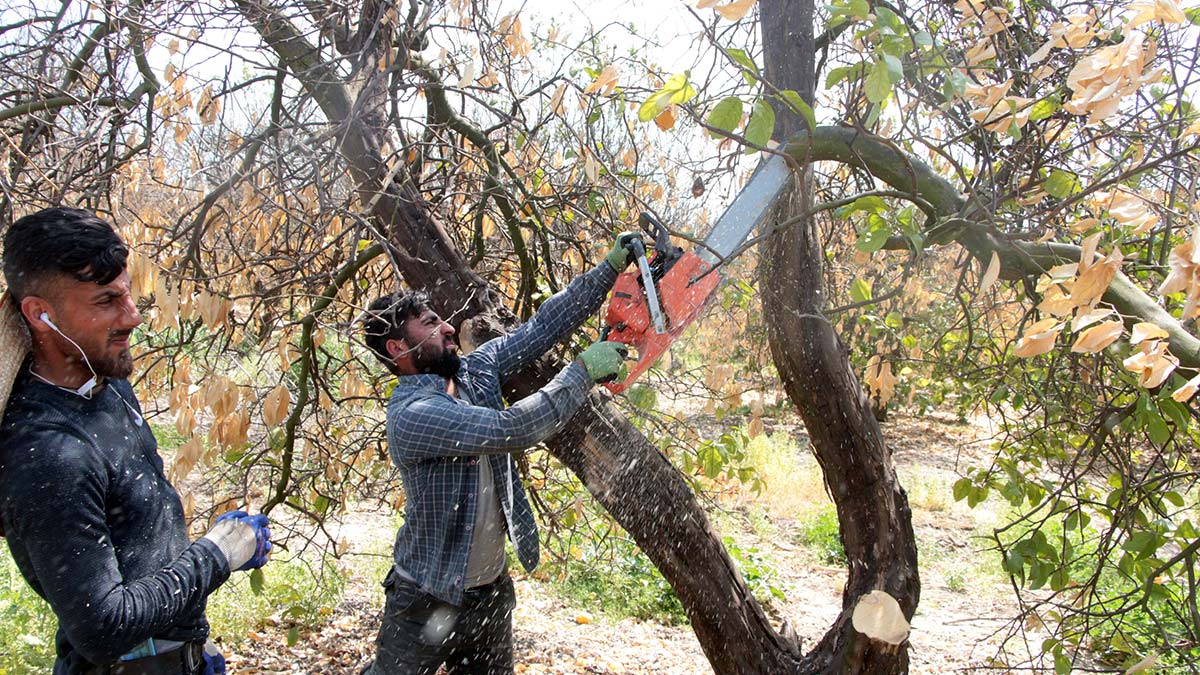 Dondan zarar gören narenciye ağaçları kesiliyor