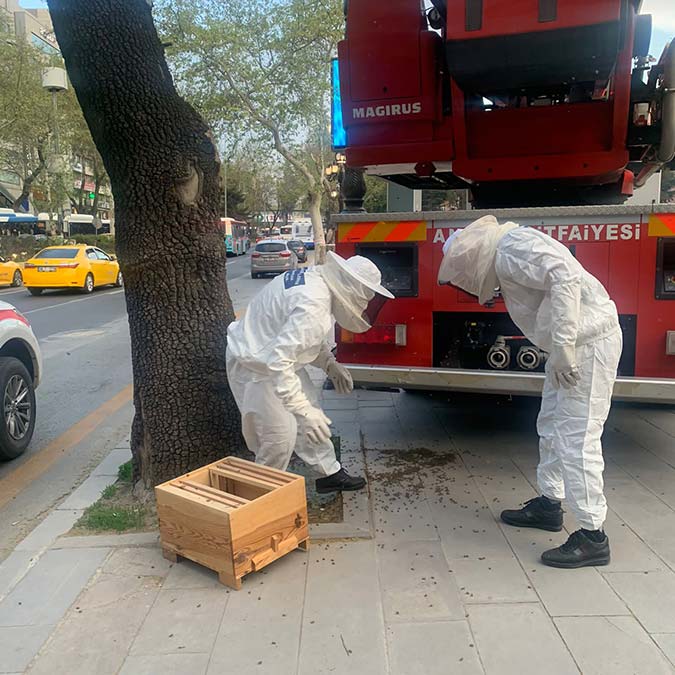 Başkentte "Arı Timi" kuruldu