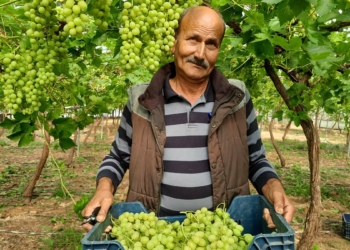 Hasadı yapılan ilk üzüm Rusya ve Katar'a gitti 