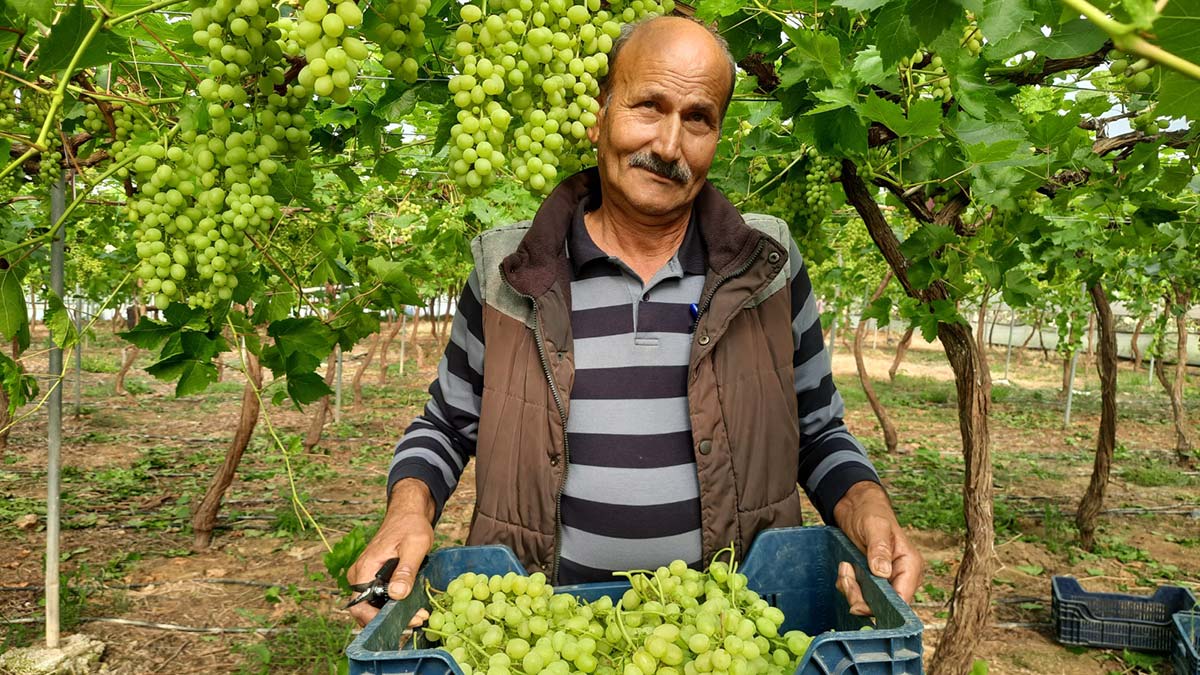 Hasadı yapılan ilk üzüm Rusya ve Katar'a gitti 