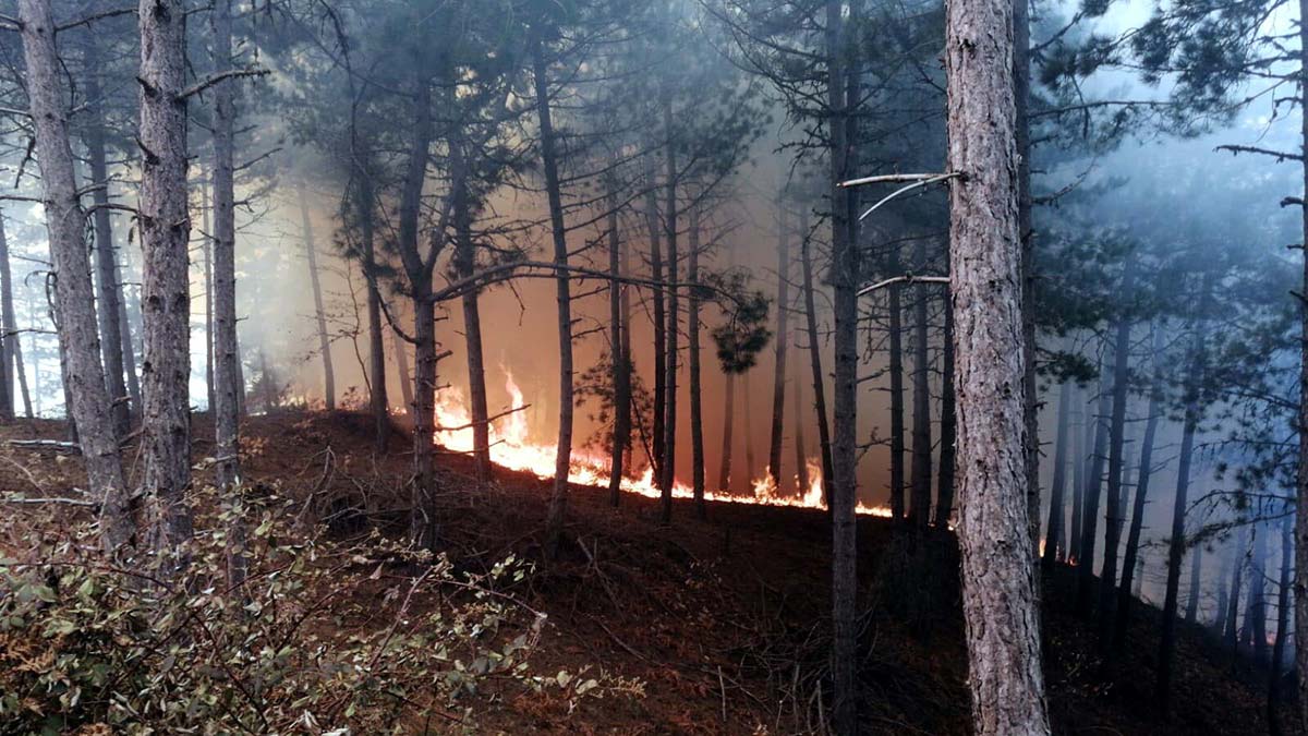 İzmir'de orman yangını