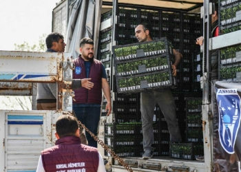 ABB'den sebze fidesi desteği