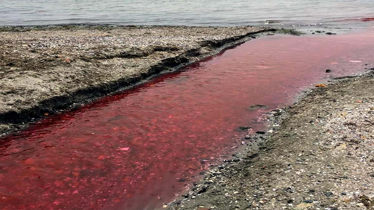 Kamara Deresi, kırmızı akıyor