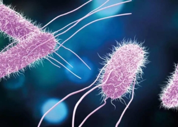 Kantinler Salmonella virüsüne karşı denetlenmeli