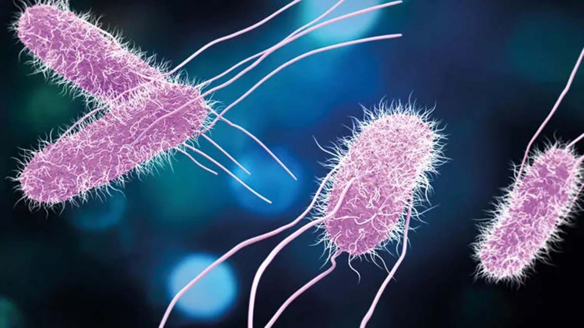 Kantinler Salmonella virüsüne karşı denetlenmeli