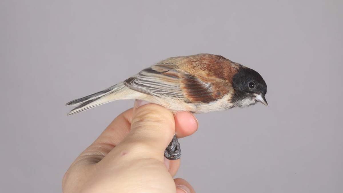 'Karabaşlı çulha' Türkiye'de ilk kez görüldü