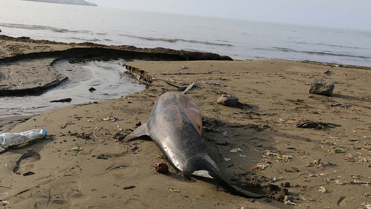 Karadeniz’de 3 ayda 33 ölü yunus karaya vurdu