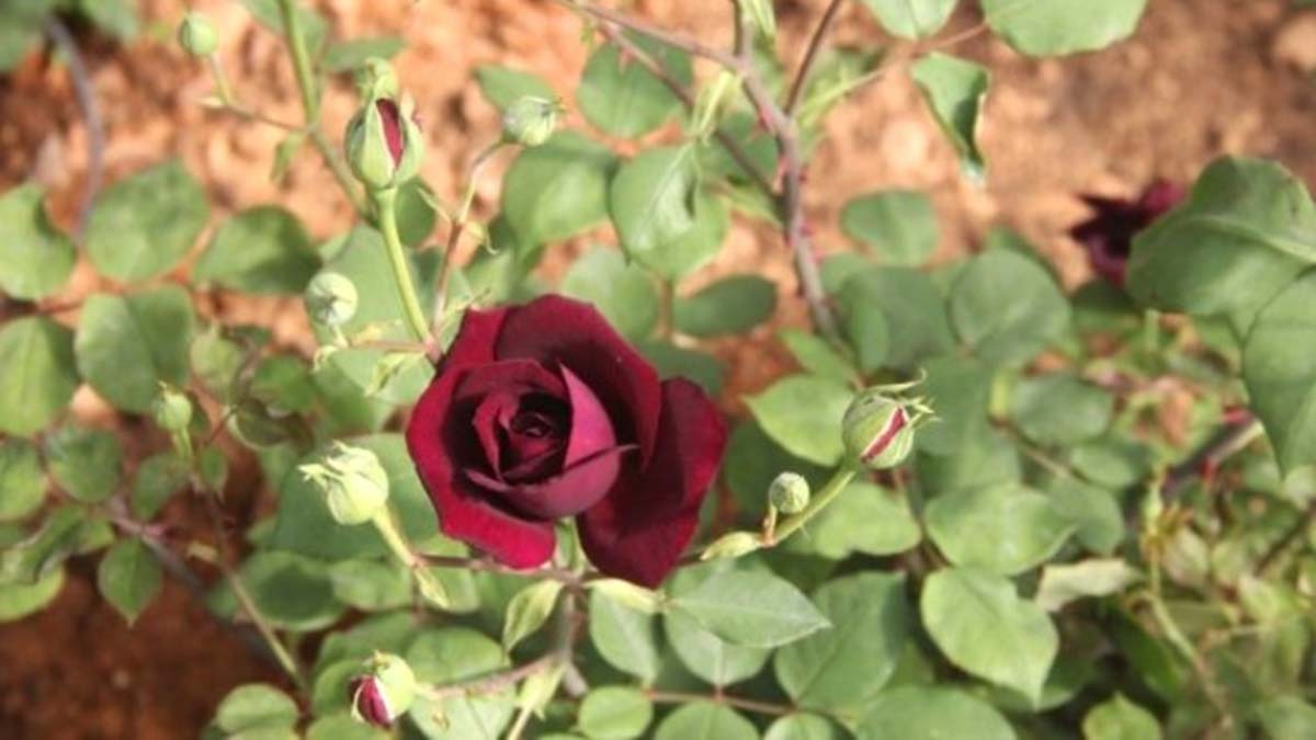 Karagülün suyu ihraç edilmeye başlandı