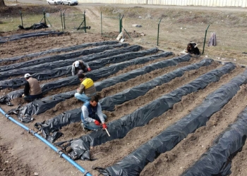 Keçiören'in yeni üzümsü meyveler bağı