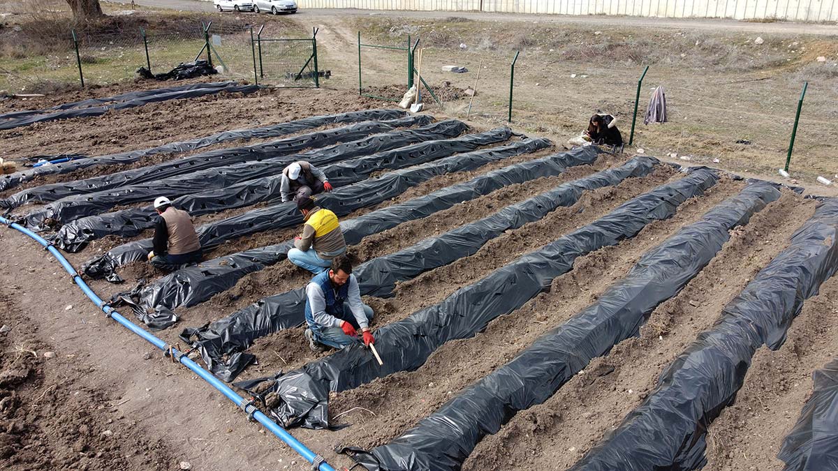 Keçiören'in yeni üzümsü meyveler bağı