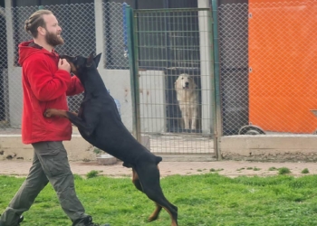 Köpek saldırısında kesinlikle göz teması kurmayın