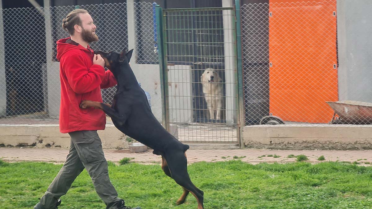 Köpek saldırısında kesinlikle göz teması kurmayın