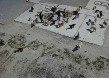 Köpekler resmi plakalı kamyonla çöplüğüne bırakıldı