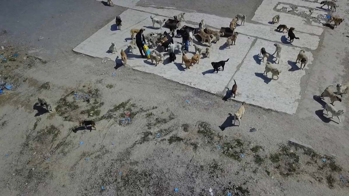 Köpekler resmi plakalı kamyonla çöplüğüne bırakıldı