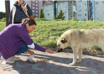Köpeklerin zehirli etle öldürülmesine tepki