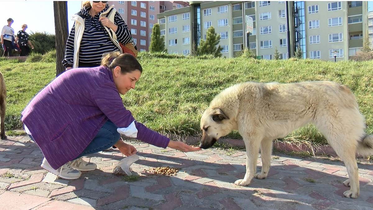 Köpeklerin zehirli etle öldürülmesine tepki