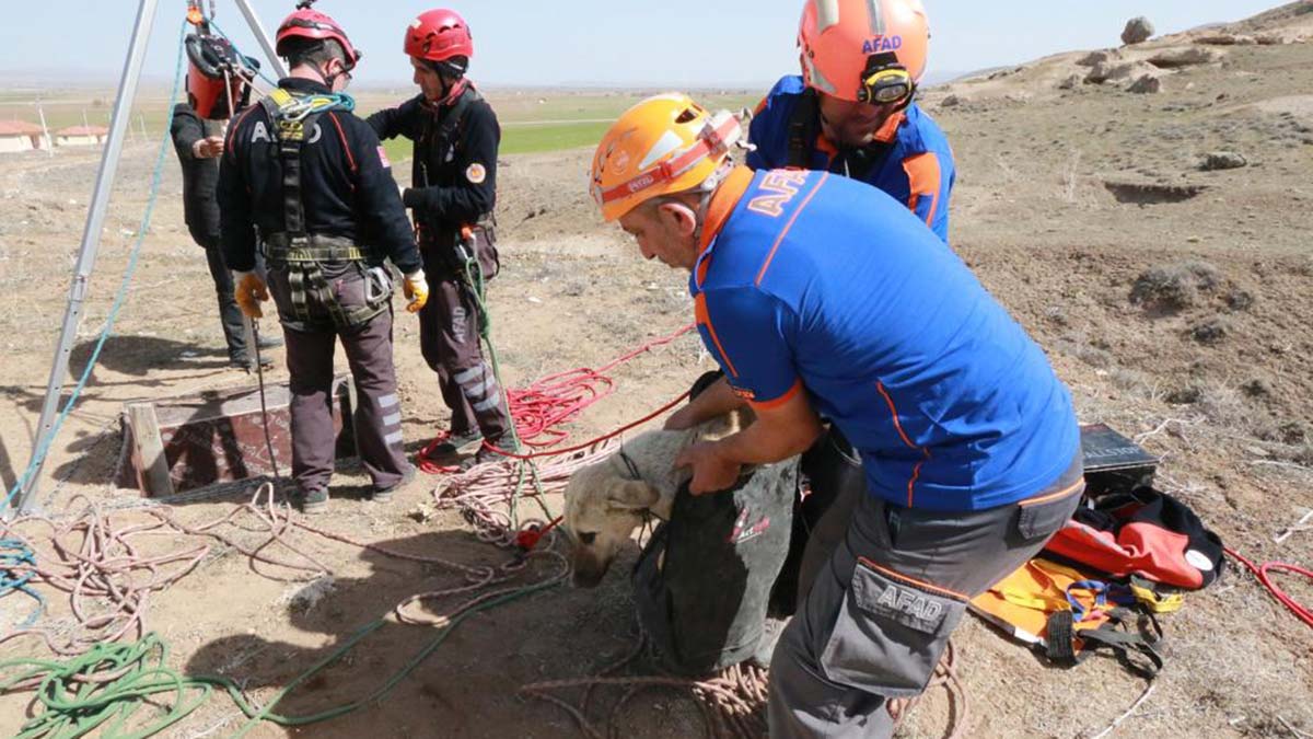 Kuyuya düşen köpeği AFAD ekipleri kurtardı