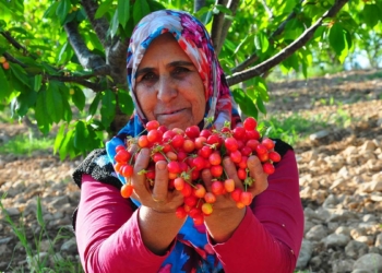 Manisa'da sezonun ilk kirazı 700 TL'den satıldı