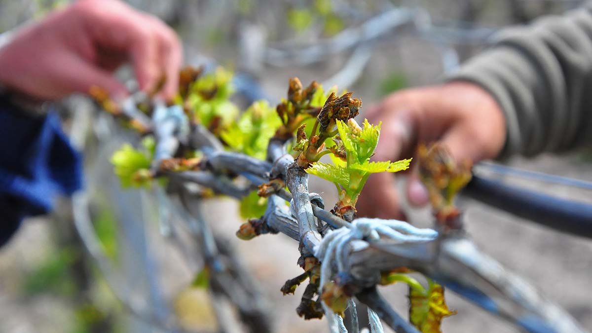 Manisa'da üzüm bağlarını don vurdu
