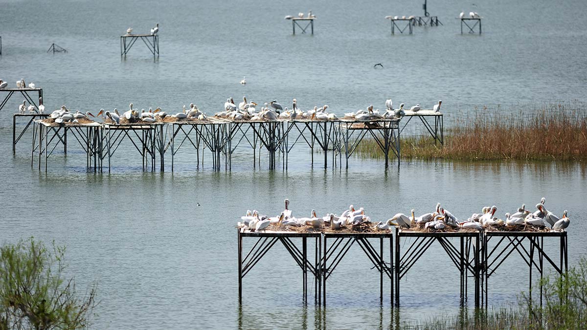 Manyas Kuş Cenneti'nde, kuluçka heyecanı